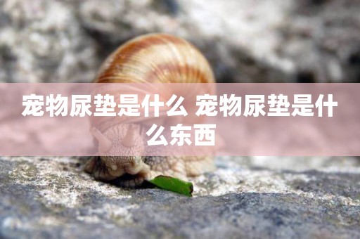 寵物尿墊是什么 寵物尿墊是什么東西