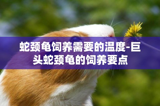蛇頸龜飼養需要的溫度-巨頭蛇頸龜的飼養要點