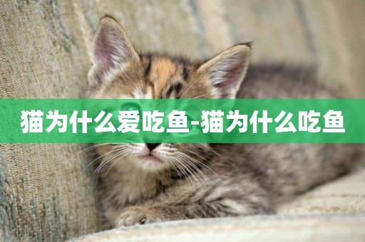 貓為什么愛吃魚-貓為什么吃魚