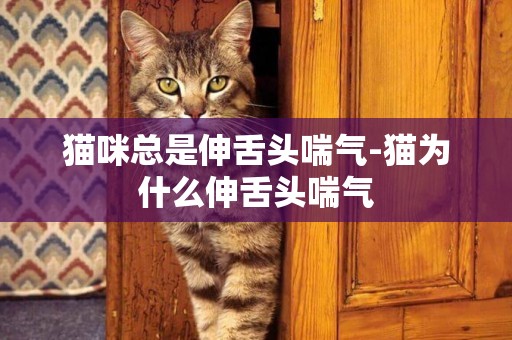 貓咪總是伸舌頭喘氣-貓為什么伸舌頭喘氣