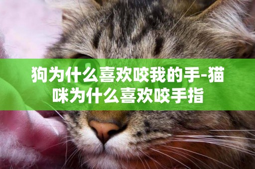 狗為什么喜歡咬我的手-貓咪為什么喜歡咬手指