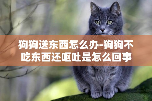 狗狗送東西怎么辦-狗狗不吃東西還嘔吐是怎么回事