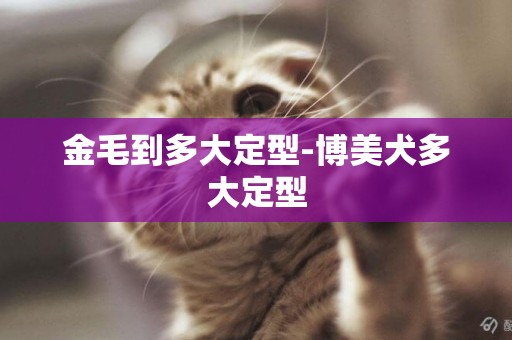 金毛到多大定型-博美犬多大定型