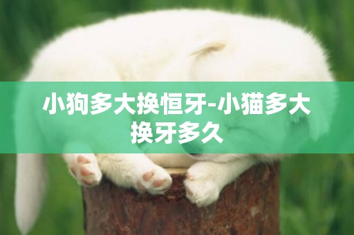 小狗多大換恒牙-小貓多大換牙多久