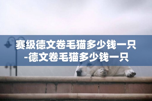 賽級德文卷毛貓多少錢一只-德文卷毛貓多少錢一只