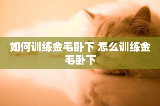 如何訓練金毛臥下 怎么訓練金毛臥下