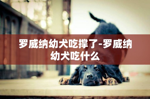 羅威納幼犬吃撐了-羅威納幼犬吃什么