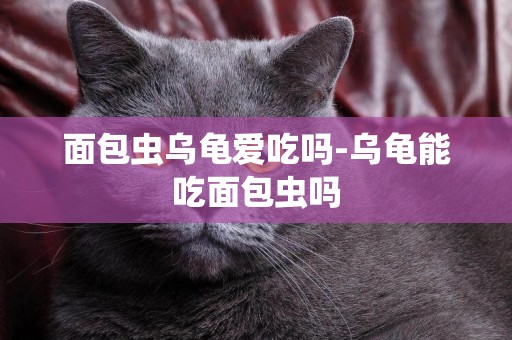 面包蟲烏龜愛吃嗎-烏龜能吃面包蟲嗎