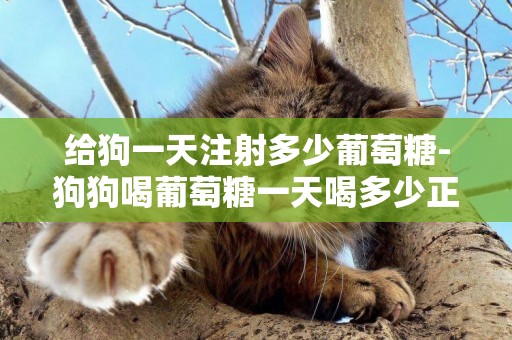 給狗一天注射多少葡萄糖-狗狗喝葡萄糖一天喝多少正常