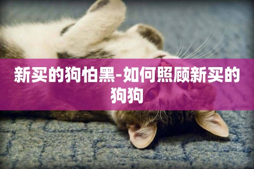 新買的狗怕黑-如何照顧新買的狗狗