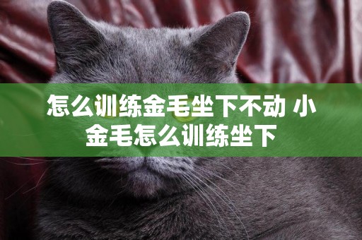 怎么訓練金毛坐下不動 小金毛怎么訓練坐下