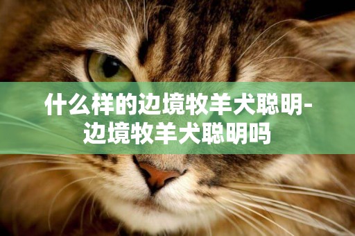 什么樣的邊境牧羊犬聰明-邊境牧羊犬聰明嗎