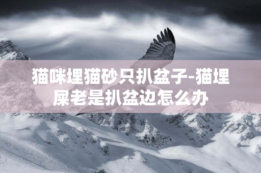 貓咪埋貓砂只扒盆子-貓埋屎老是扒盆邊怎么辦