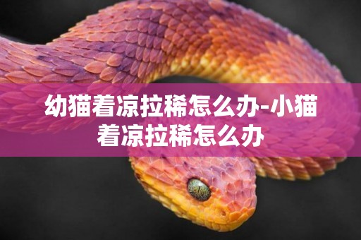 幼貓著涼拉稀怎么辦-小貓著涼拉稀怎么辦