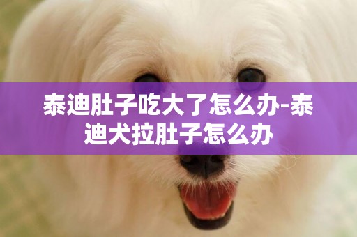 泰迪肚子吃大了怎么辦-泰迪犬拉肚子怎么辦