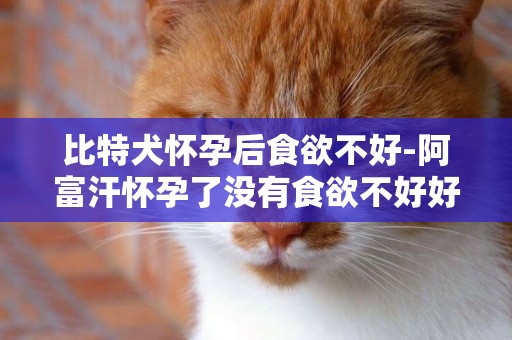 比特犬懷孕后食欲不好-阿富汗懷孕了沒有食欲不好好吃飯