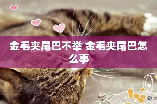 金毛夾尾巴不舉 金毛夾尾巴怎么事