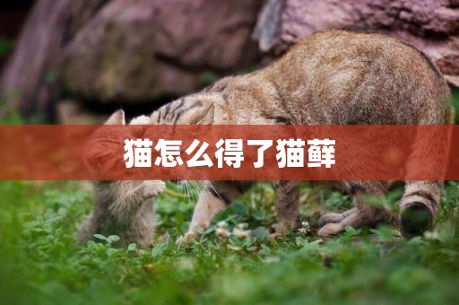 貓怎么得了貓蘚