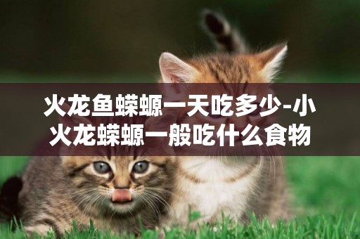 火龍魚蠑螈一天吃多少-小火龍蠑螈一般吃什么食物