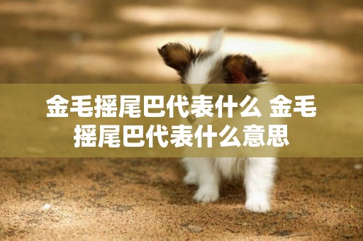 金毛搖尾巴代表什么 金毛搖尾巴代表什么意思