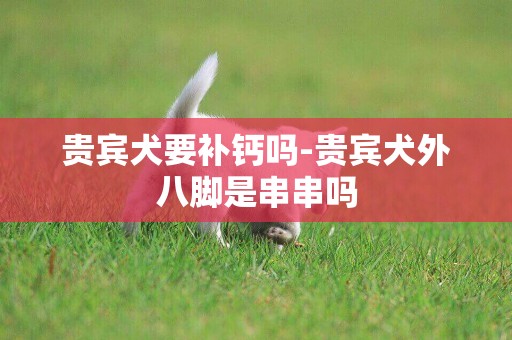 貴賓犬要補鈣嗎-貴賓犬外八腳是串串嗎