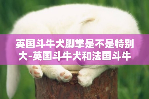 英國斗牛犬腳掌是不是特別大-英國斗牛犬和法國斗牛犬的5大區別