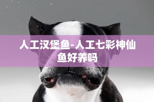 人工漢堡魚-人工七彩神仙魚好養嗎