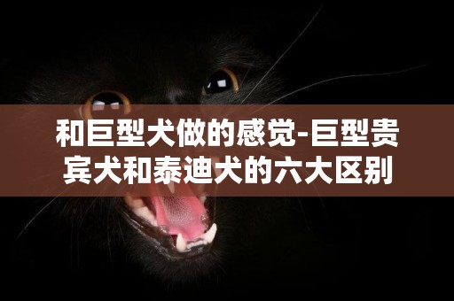 和巨型犬做的感覺-巨型貴賓犬和泰迪犬的六大區別