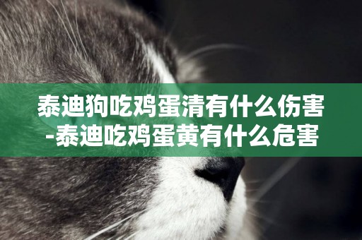 泰迪狗吃雞蛋清有什么傷害-泰迪吃雞蛋黃有什么危害