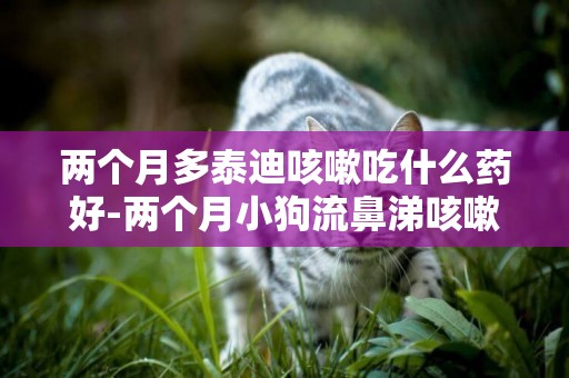 兩個月多泰迪咳嗽吃什么藥好-兩個月小狗流鼻涕咳嗽咳嗽吃什么藥