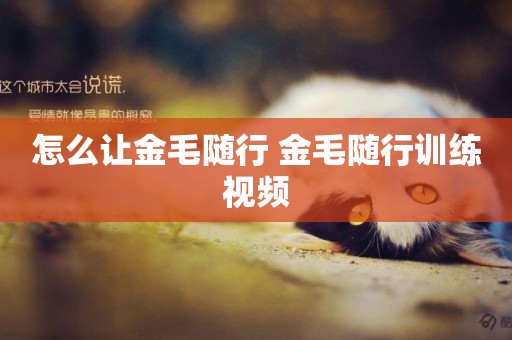 怎么讓金毛隨行 金毛隨行訓練視頻