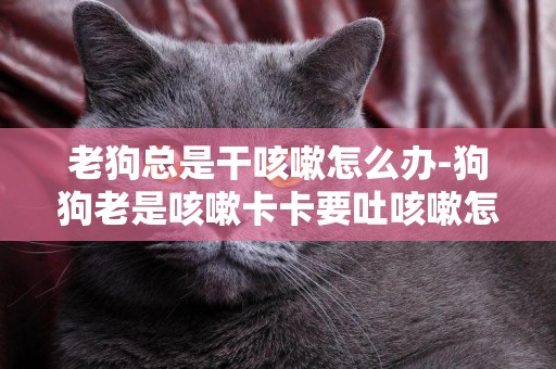 老狗總是干咳嗽怎么辦-狗狗老是咳嗽卡卡要吐咳嗽怎么辦