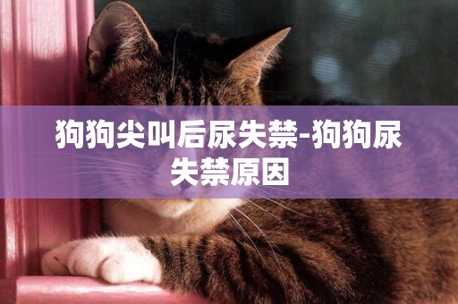 狗狗尖叫后尿失禁-狗狗尿失禁原因