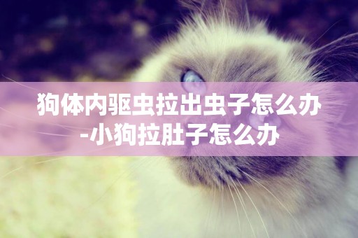 狗體內驅蟲拉出蟲子怎么辦-小狗拉肚子怎么辦