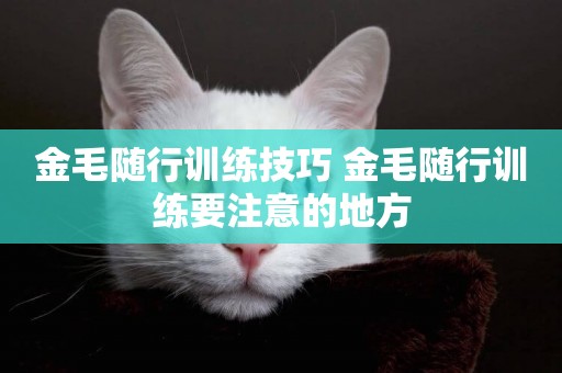 金毛隨行訓練技巧 金毛隨行訓練要注意的地方