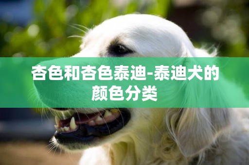 杏色和杏色泰迪-泰迪犬的顏色分類