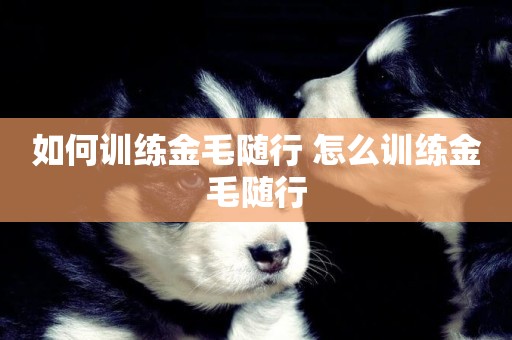 如何訓練金毛隨行 怎么訓練金毛隨行