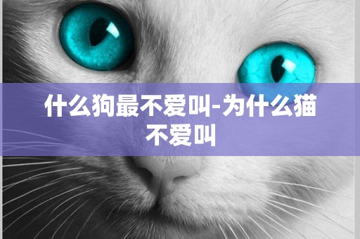 什么狗最不愛叫-為什么貓不愛叫