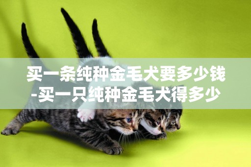 買一條純種金毛犬要多少錢-買一只純種金毛犬得多少錢