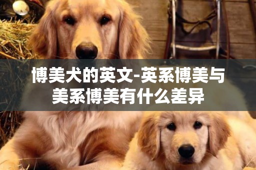博美犬的英文-英系博美與美系博美有什么差異