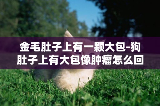 金毛肚子上有一顆大包-狗肚子上有大包像腫瘤怎么回事