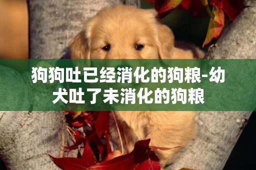 狗狗吐已經消化的狗糧-幼犬吐了未消化的狗糧