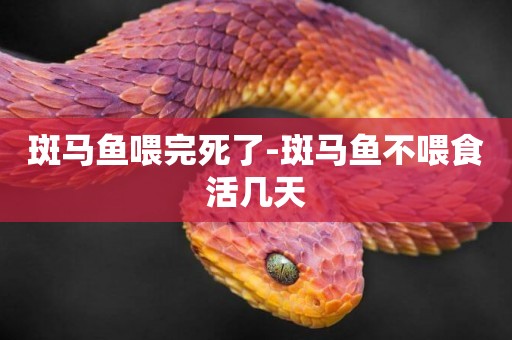 斑馬魚喂完死了-斑馬魚不喂食活幾天