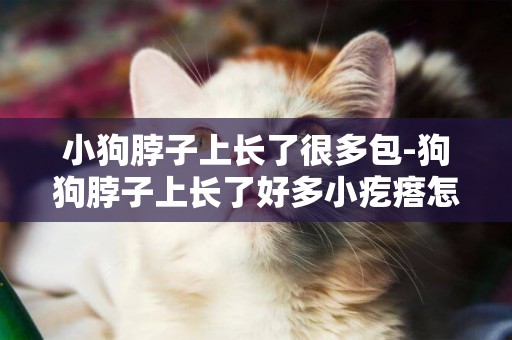 小狗脖子上長了很多包-狗狗脖子上長了好多小疙瘩怎么回事