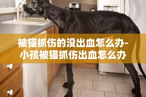 被貓抓傷的沒出血怎么辦-小孩被貓抓傷出血怎么辦
