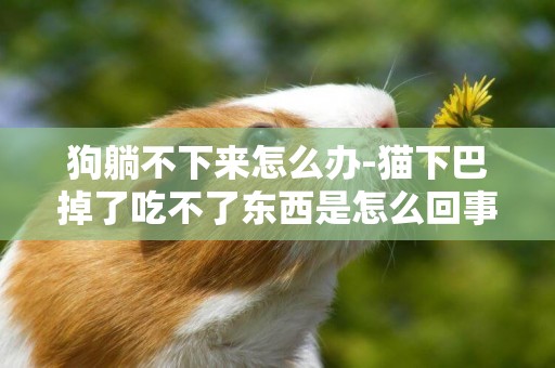 狗躺不下來怎么辦-貓下巴掉了吃不了東西是怎么回事兒