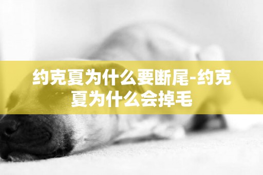 約克夏為什么要斷尾-約克夏為什么會掉毛