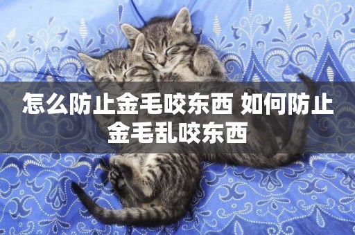 怎么防止金毛咬東西 如何防止金毛亂咬東西