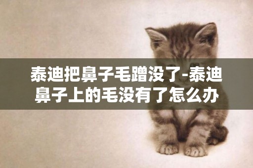 泰迪把鼻子毛蹭沒了-泰迪鼻子上的毛沒有了怎么辦