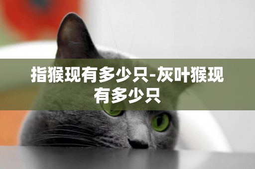 指猴現有多少只-灰葉猴現有多少只